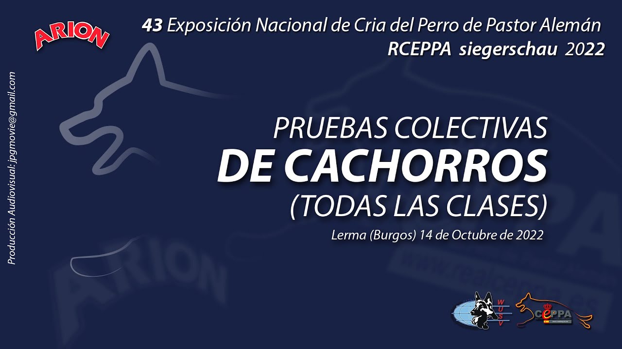 Real CEPPA Siegerschau 2022 - CACHORROS MACHOS Y HEMBRAS