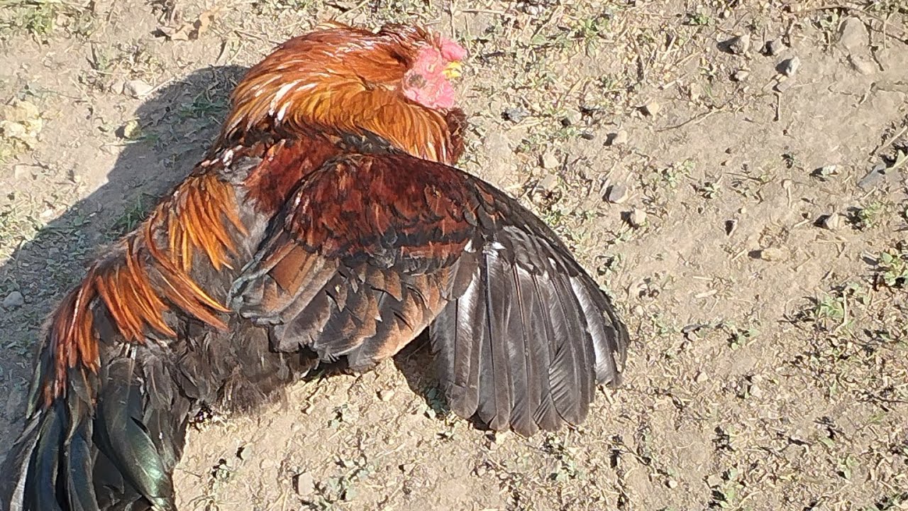 देखिये 9 साल का पुश्तैनी मुर्गा  #himachalpradesh #birds #animals #pets #viral #viralvideo 