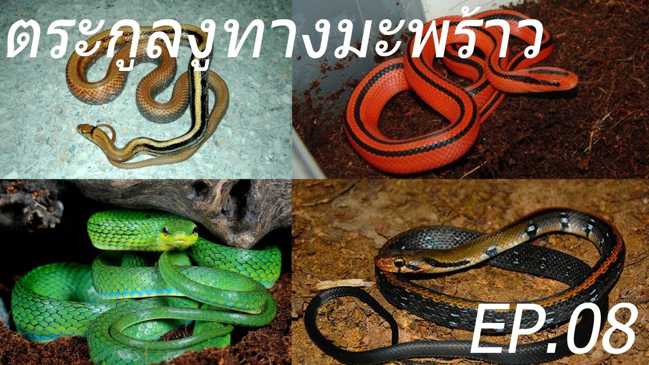 (Ep.08) Snakes of Thailand - ตระกูลงูทางมะพร้าว (Rat Snakes & Racers) Part 1