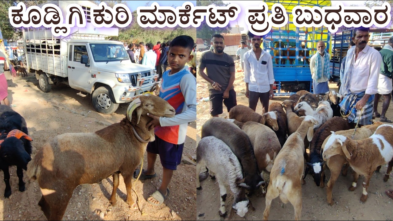 ಕೂಡ್ಲಿಗಿ ಕುರಿ ಮಾರ್ಕೆಟ್ ಪ್ರತಿ ಬುಧವಾರ Kudligi Sheep Market Every Wednesday