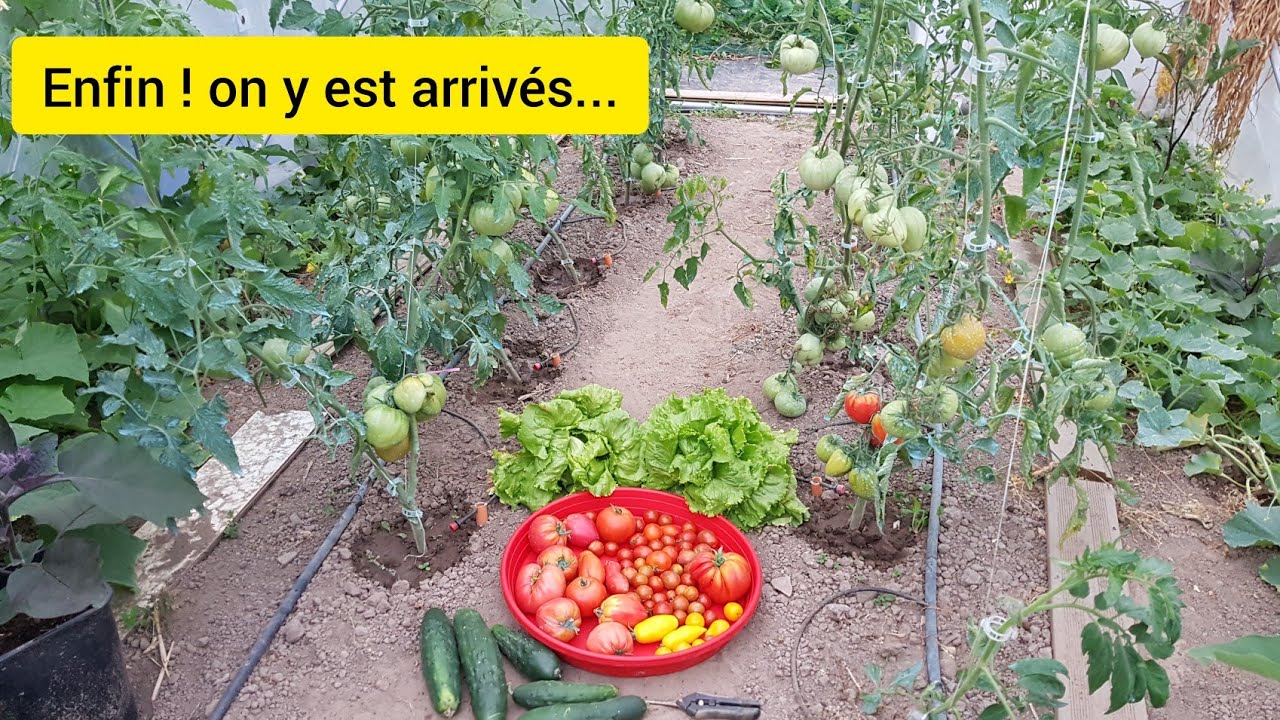 Les tomates après le mildiou 2021