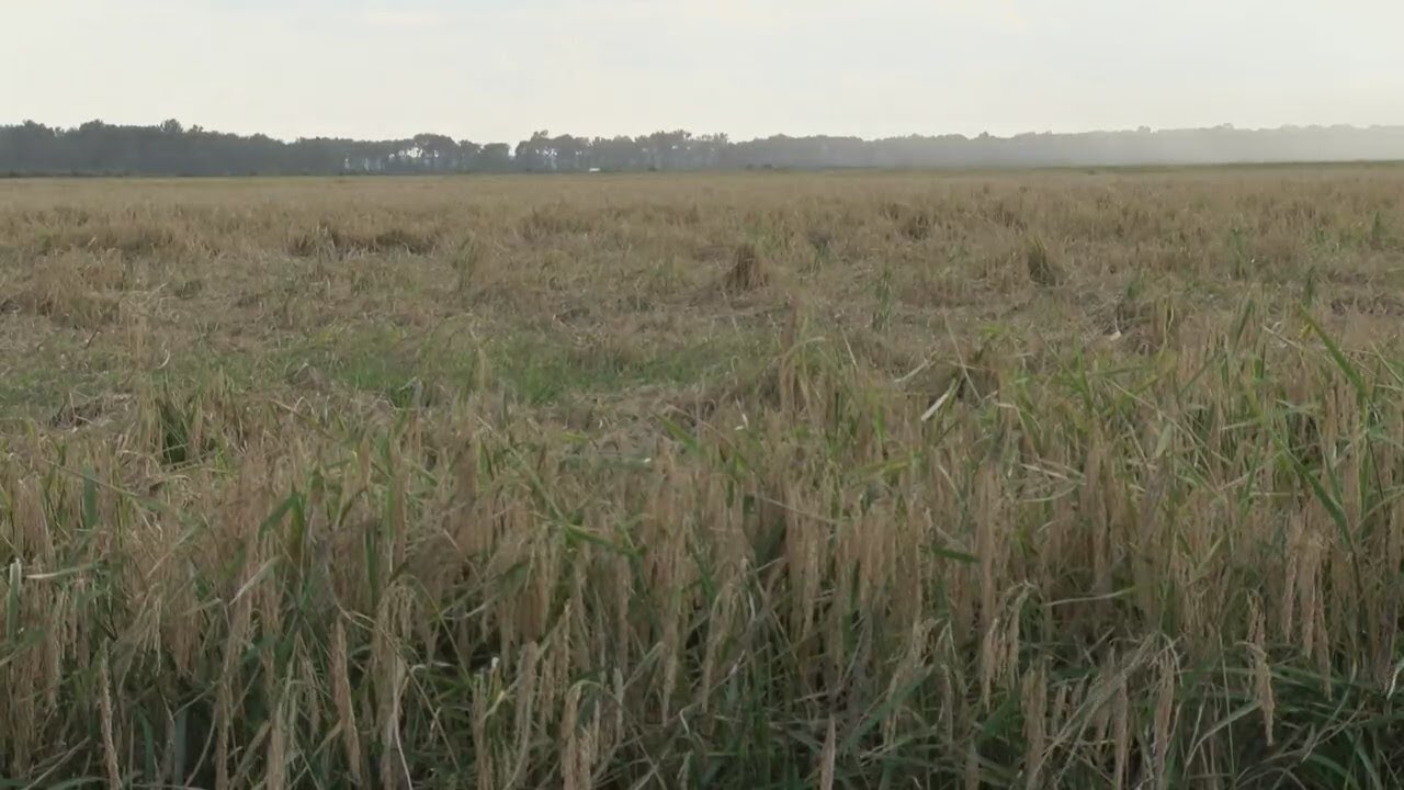Arkansas farmers warn of crisis as lawmakers hear calls for immediate relief