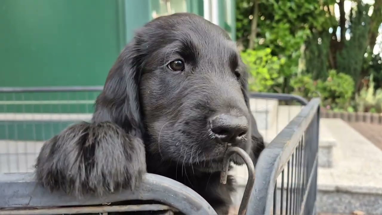 Flatcoated Retriever Welpen – Impfen, Chippen & erste Autofahrt | Wurf vom 24.06.2025
