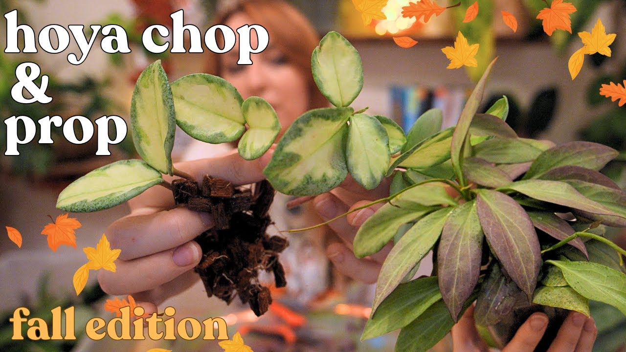 Болтливый хойя, обрезка и подпорка ✂️ украсьте стену из растений к осени 🍂