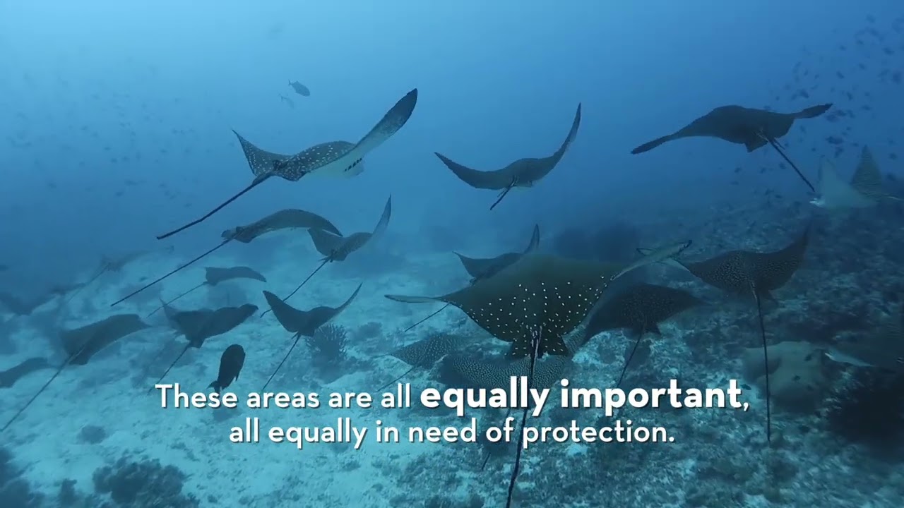 Important Shark and Ray Areas - ISRA