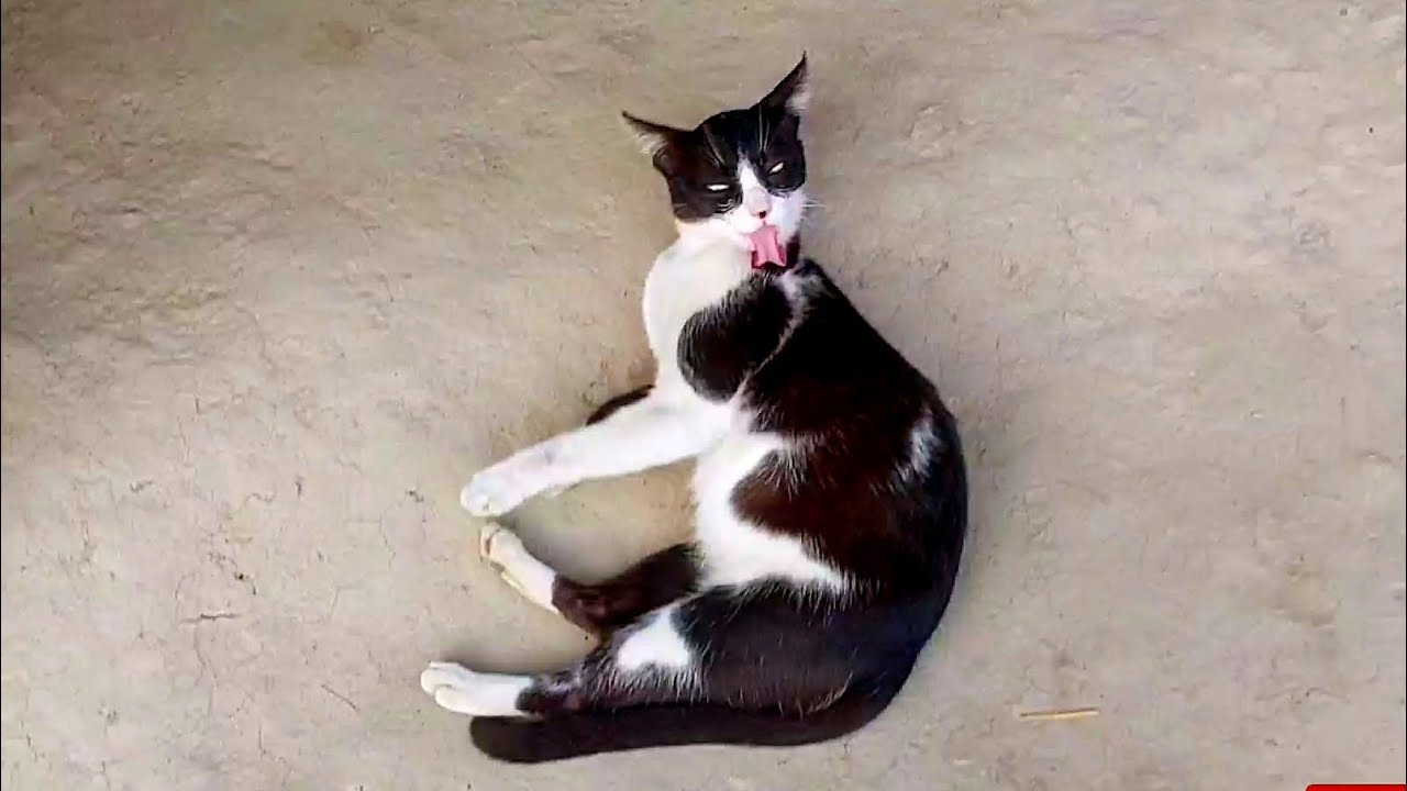 Cat Compilation 2025 || Funniest Animals 2026 #catvideo #cat #animallife #funnyanimals ##funny 