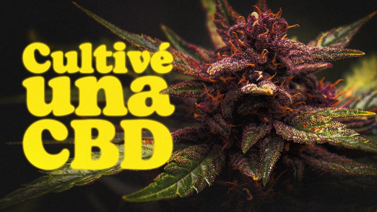 Cultivar y Cosechar Autoflorecientes CBD I Sweet Seeds&reg;