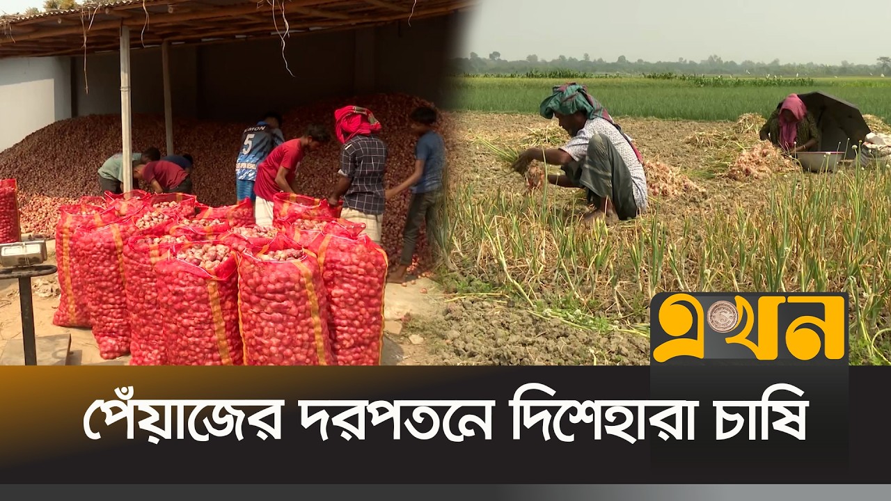 নাটোরে প্রতিকেজি পেঁয়াজ বিক্রি হচ্ছে ১৫-২০ টাকায় | Onion Price | Natore News | Ekhon TV