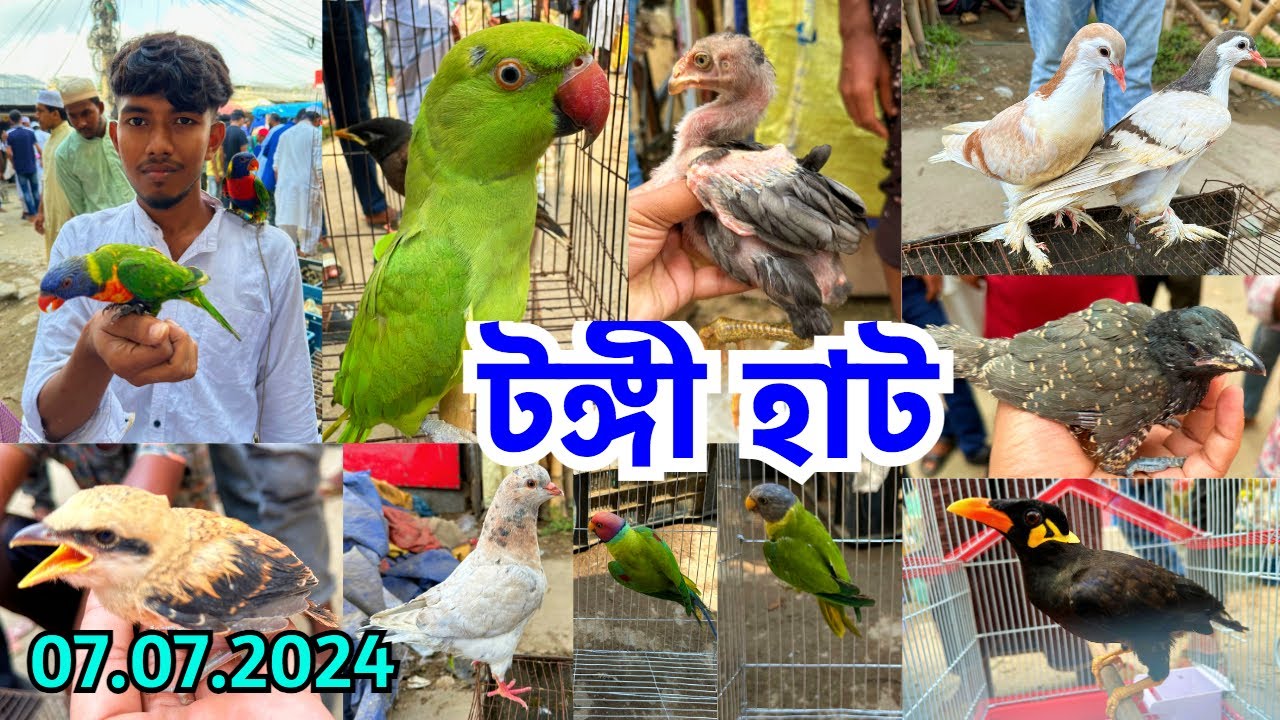 হাটে ছিল বিরল বন্য পাখি | টঙ্গী হাট | পোষা প্রাণীর বাজার দর জানুন | Sunday | Tongi Pet Market #695