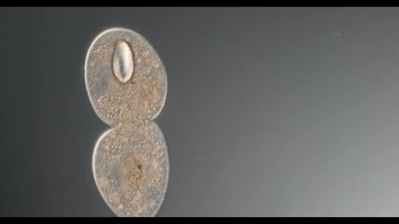 Ciliate division  200x - 400x