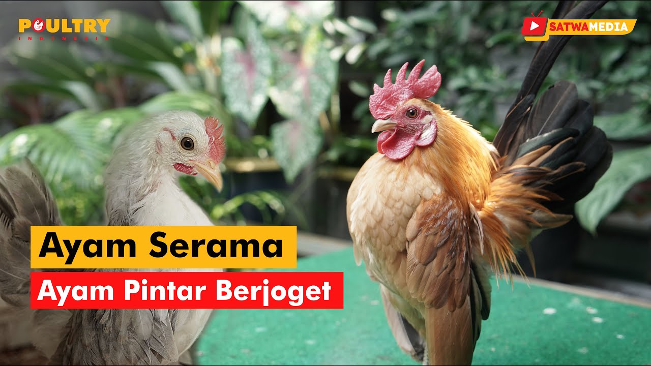 Kriteria Penilaian Ayam Serama Ketika Kontes