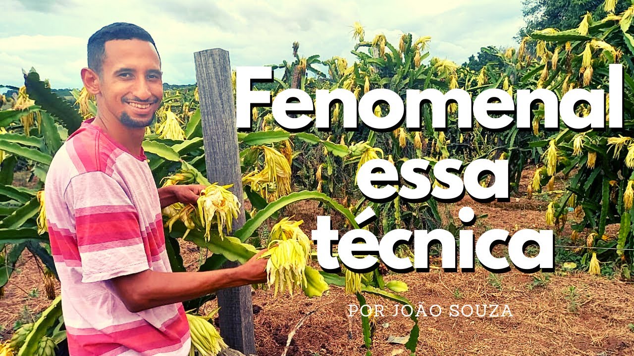 COMO FAZER POLINIZAÇÃO ARTIFICIAL NA PITAYA.