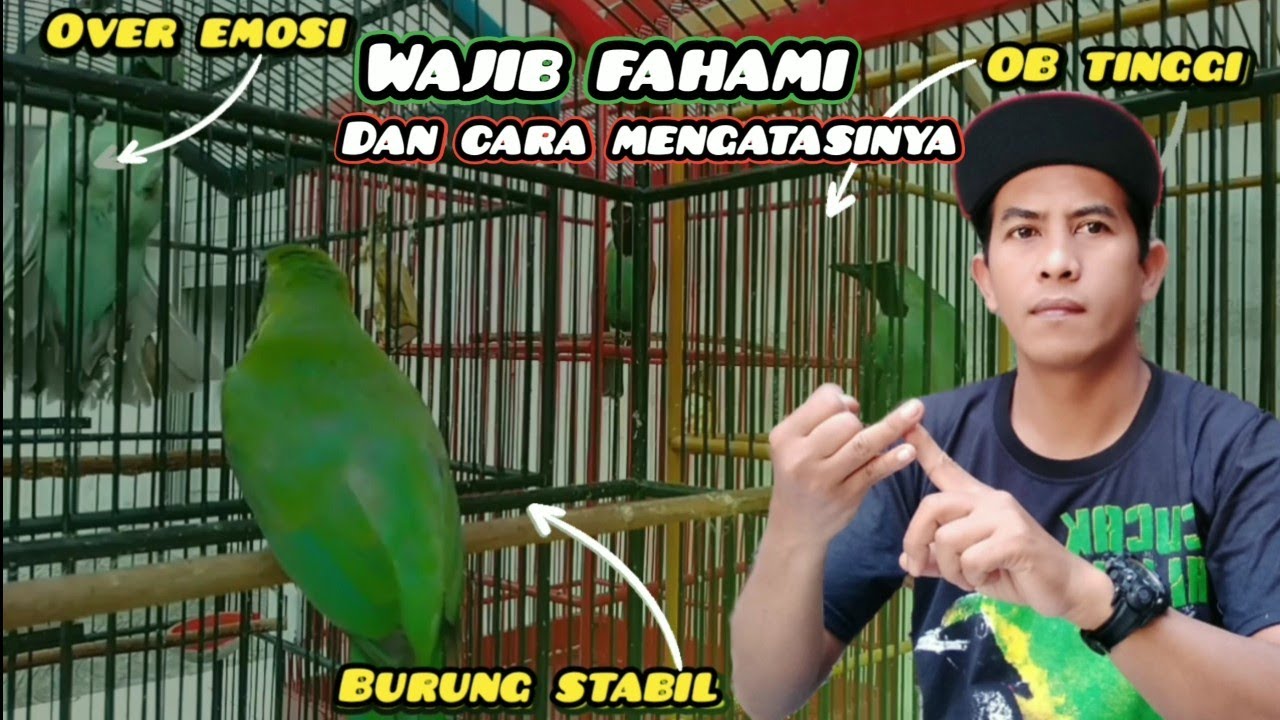 Ciri ciri dan karakter Cucak ijo Over birahi, Over emosi, Over jinak dan birahi kawin