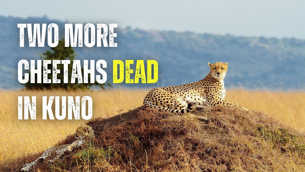 Kuno National Park: Two more Cheetahs DEAD in Madhya Pradesh's Kuno Park; total SIX DIED so far