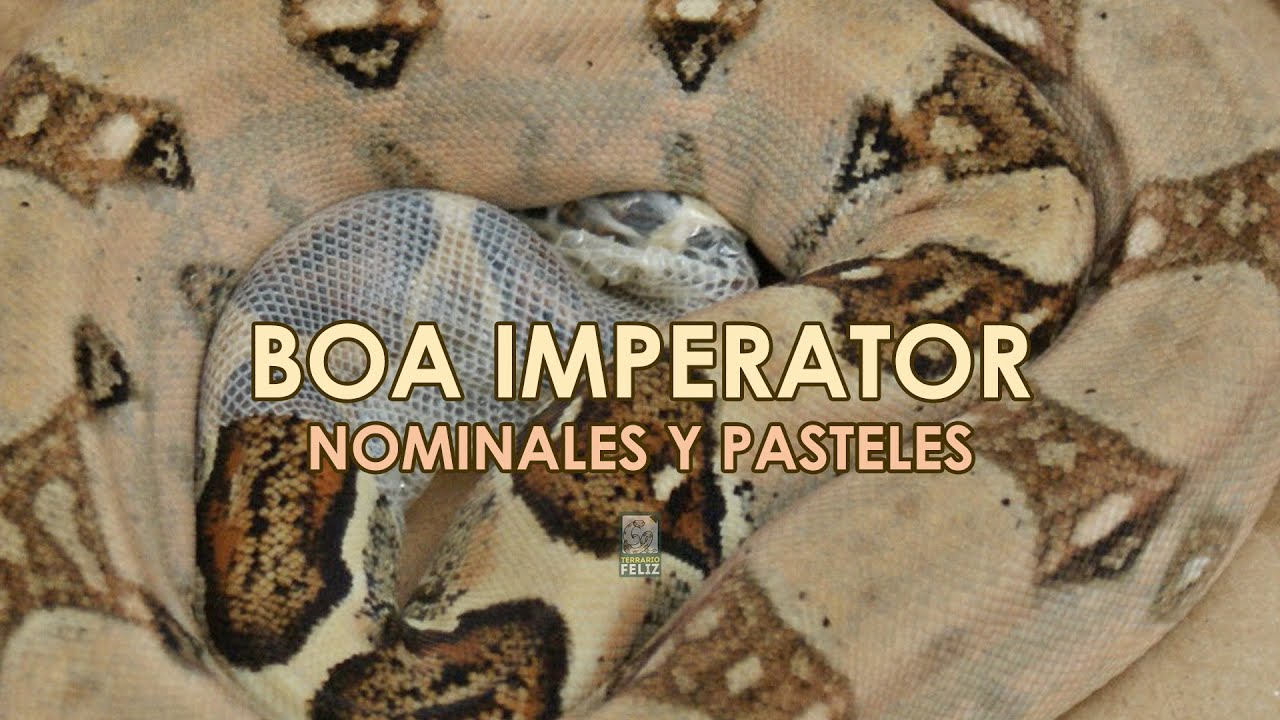 Boa Nominal/Pastel  ¿Cómo es?  - El Terrario Feliz