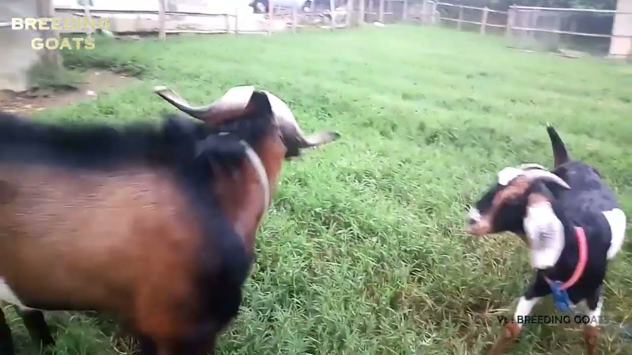 Recommended For Breed - The Big Male Anglo Nubian Goat very Excited