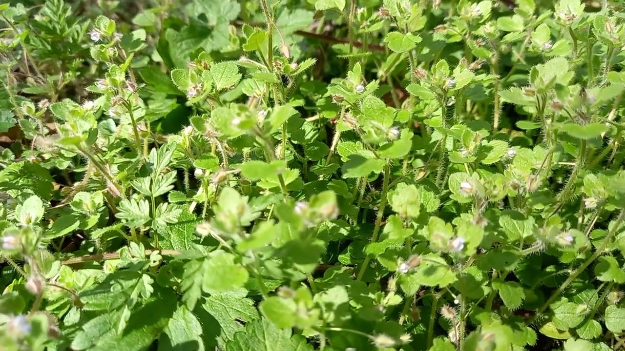 Ivy-leaved Speedwell: A Plant for All Seasons