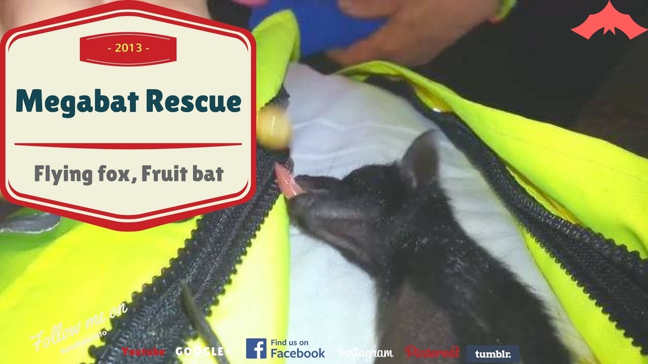 Baby bat found in garden, rescue, Megabat, black, Flying fox, Fruit bat
