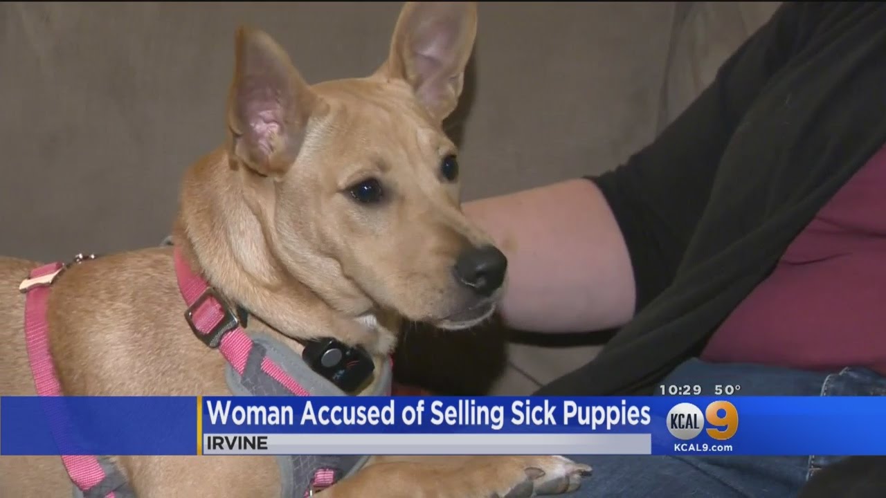 Seal Beach Woman Accused Of Selling Sick Puppies As Part Of Fake Rescue