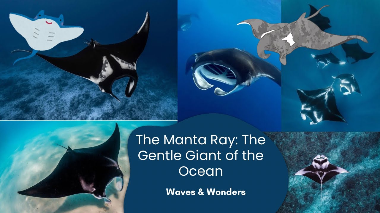 The Manta Ray: The Gentle Giant of the Ocean 