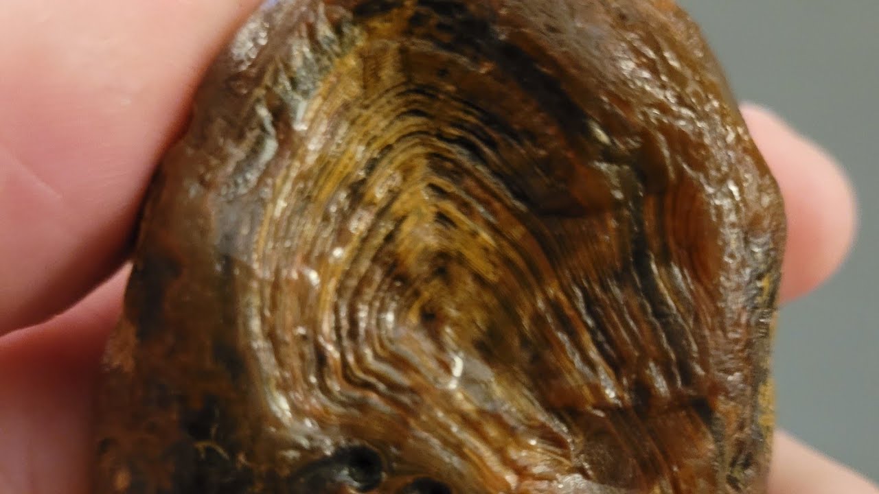 Cornfield AGATE & Jasper finds!