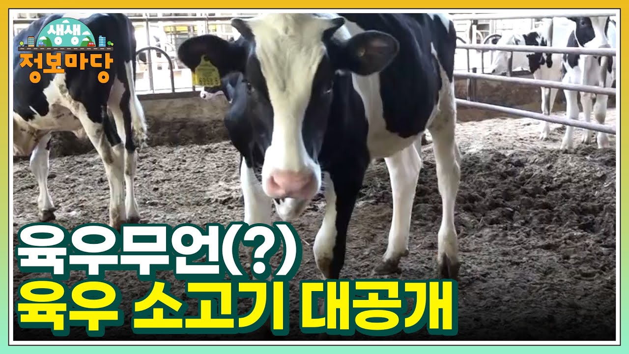 소고기가 비싸다는 편견은 버려! 육우무언(?) 육우 소고기 대공개 MBN 220613 방송