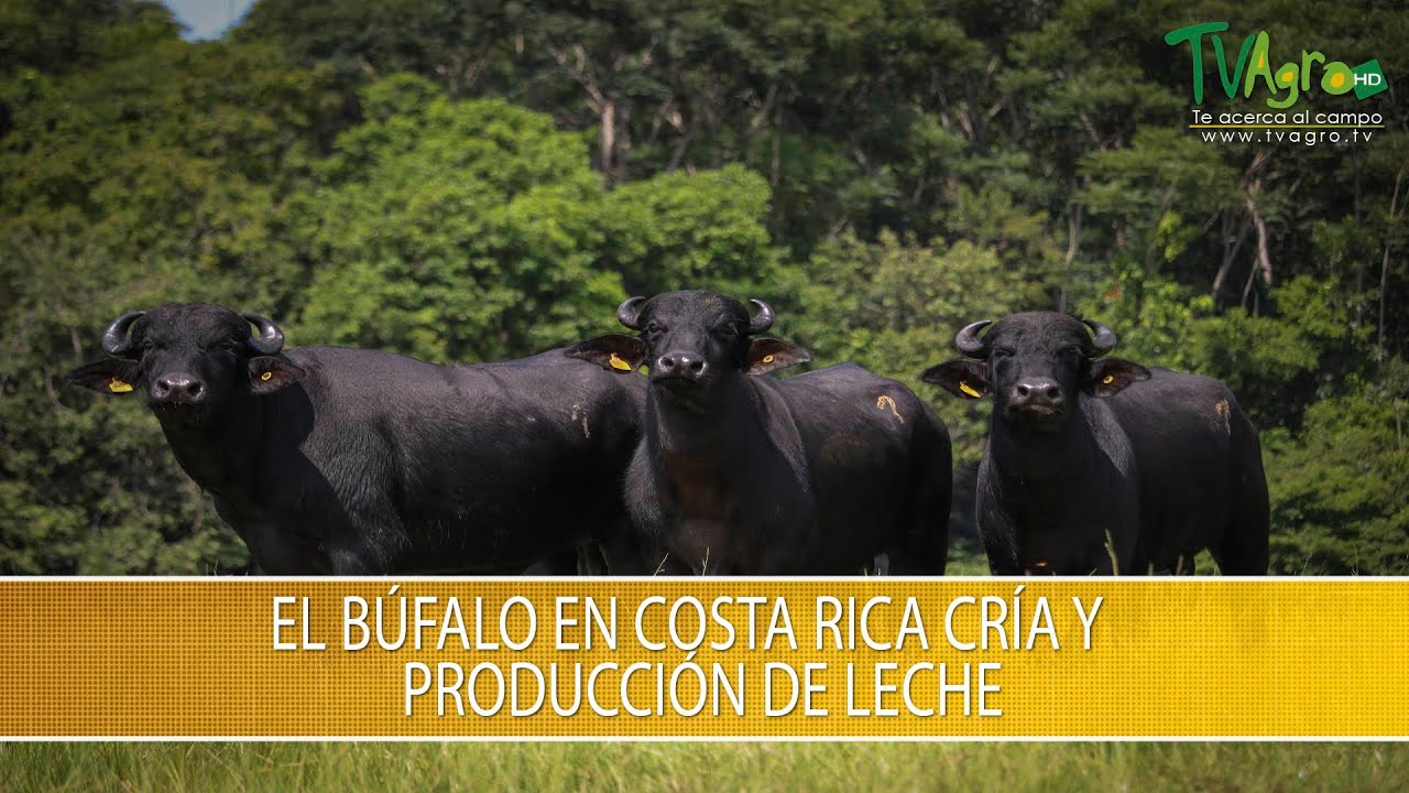 El Bufalo en Costa Rica Cria y Produccion de leche - TvAgro por Juan Gonzalo Angel Restrepo
