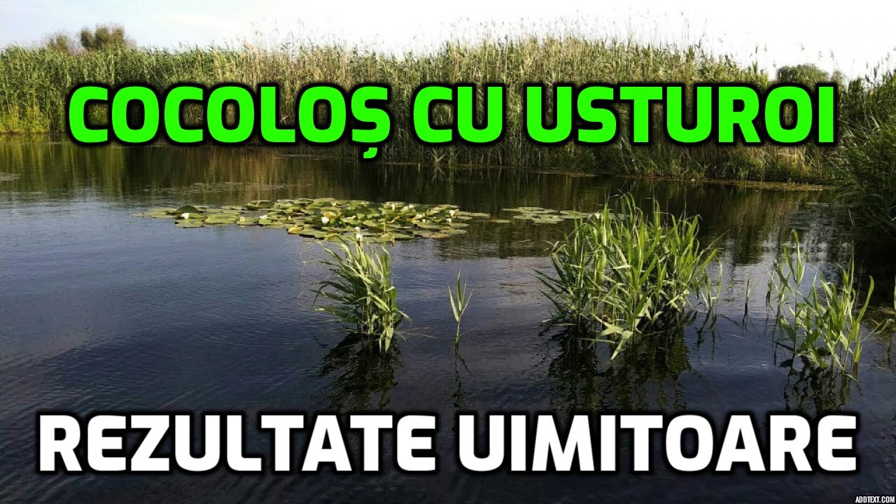 Rețeta de cocolos cu usturoi. Pescuit la plută - crap și caras