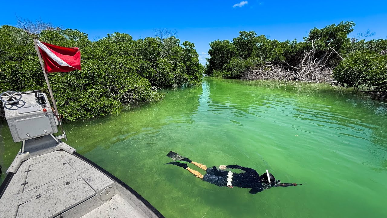 Hunting Mangrove Islands - Never Gets Old - Spear & Cook