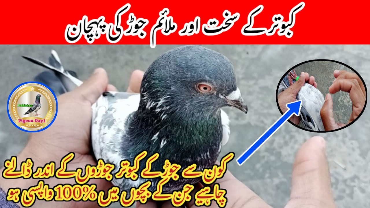 Kabutar Ky Acchay Jor Ki Pehchan | Pigeon Day1