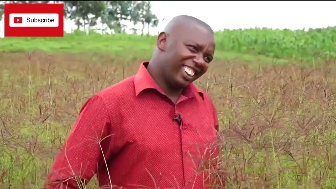 200k AFTER EVERY THREE MONTHS FARMING EASY RHODES GRASS (YOU SELL THE SEEDS AND THEN THE GRASS)