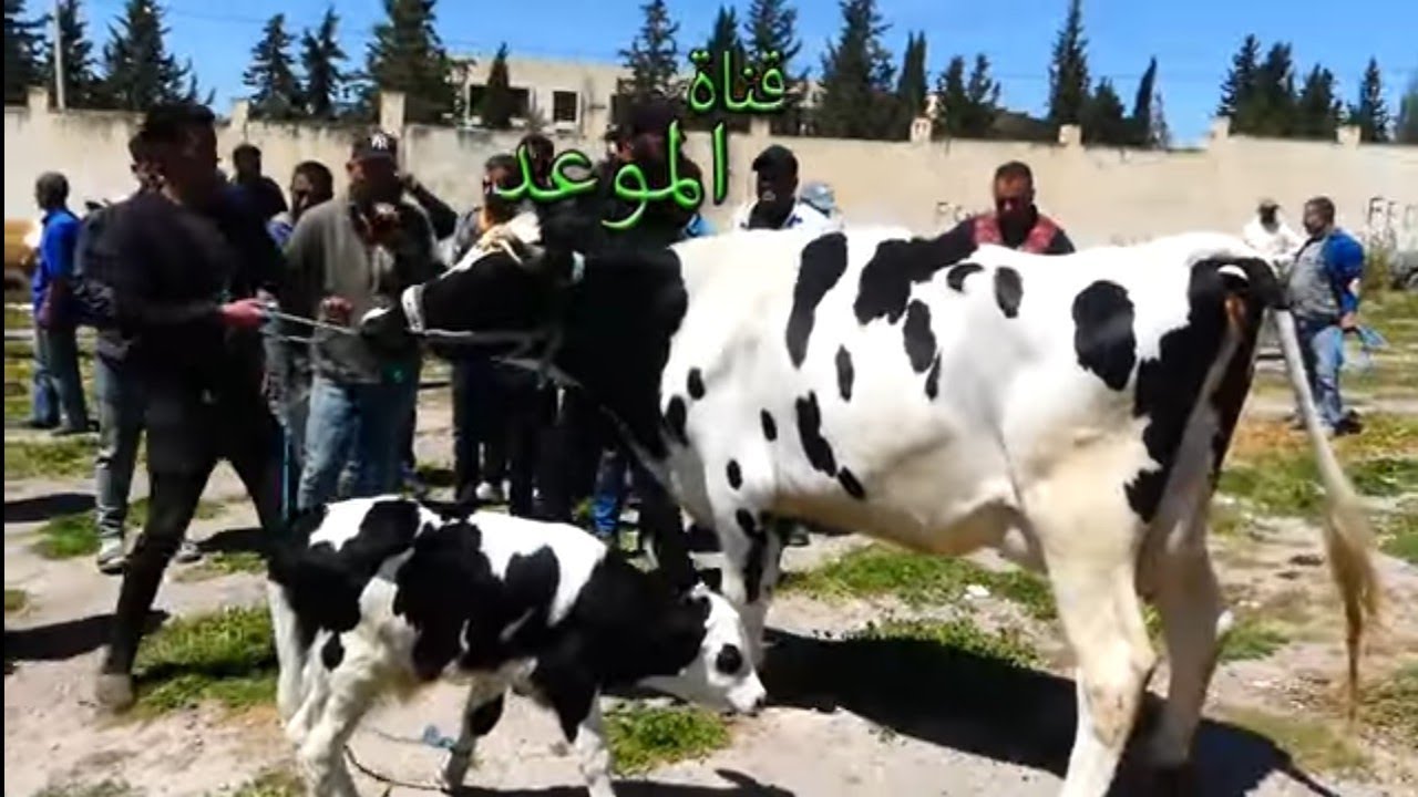 البقرة وصلت عشرة ملاين سومها و الدلال مزال يبرح عليها و القشارة تتنافس على شرائها