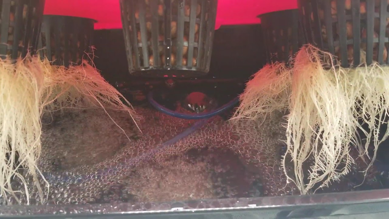 Week 1 EZHYDROGROW.COM DWC kit