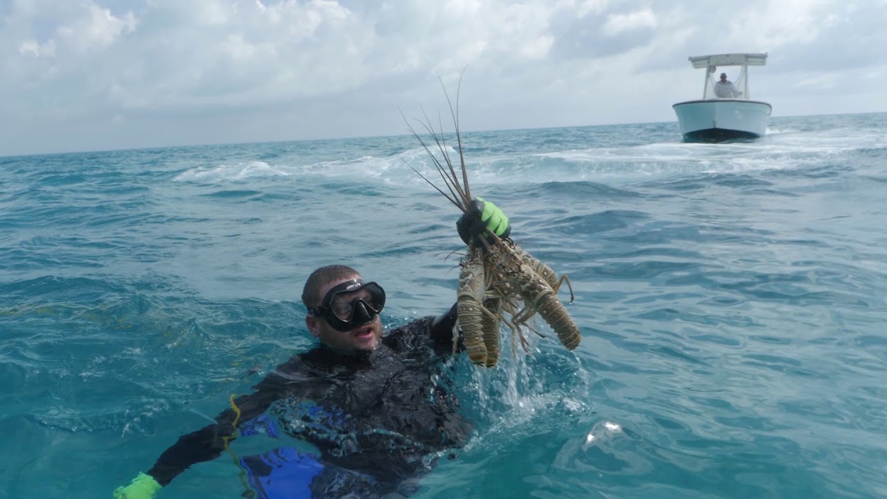 Costco Engages to Transition The Bahamas Spiny Lobster Fishery