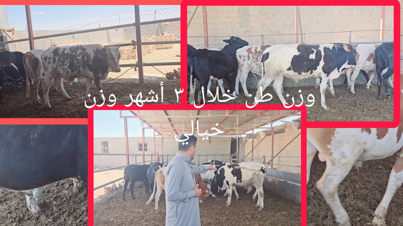 ربط العجول افضل طريقه للتسمين والخشانه