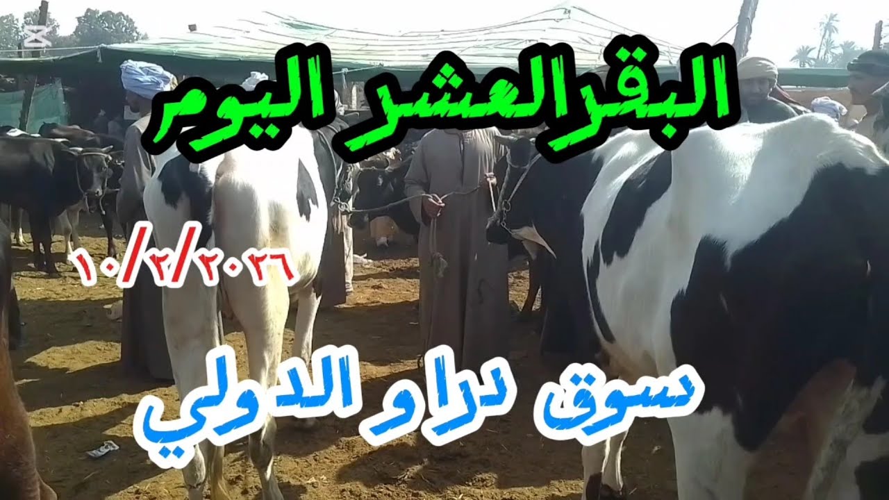 اسعارالبقرالعشر داخل سوق دراو ١١ فبراير ٢٠٢٦