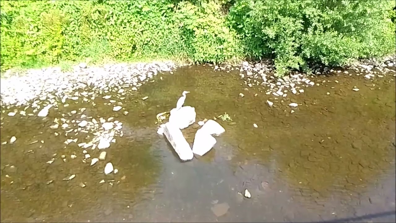 18.06.2025 (10:19 - 11:07 An der Ennepe (Hagen-Wehringhausen)