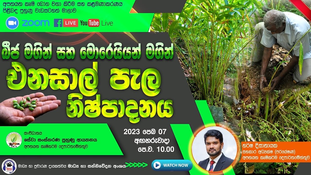 බීජ මගින් සහ මොරෙයියන් මගින් එනසාල් පැළ නිෂ්පාදනය