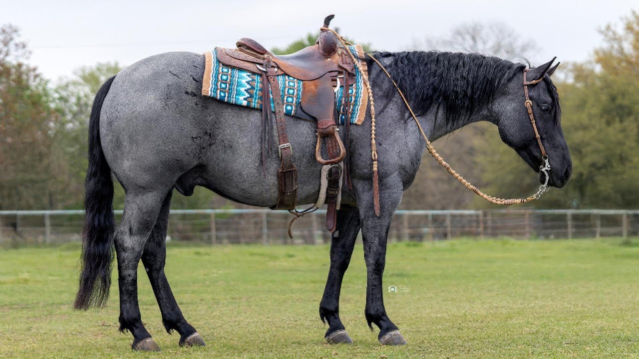 Big Hit Holiday: Available NOW through April 21st on HorseBid.com