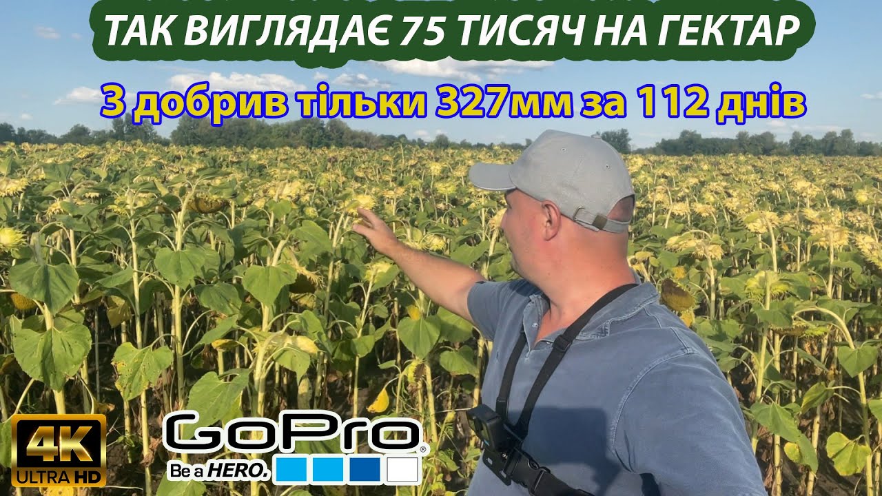 Коли Жнива? 🔥75 ТИСЯЧ на Га ЦЕ РЕЗУЛЬТАТ🔥 Соняшник без добрив🌻 але 327мм за 112 днів