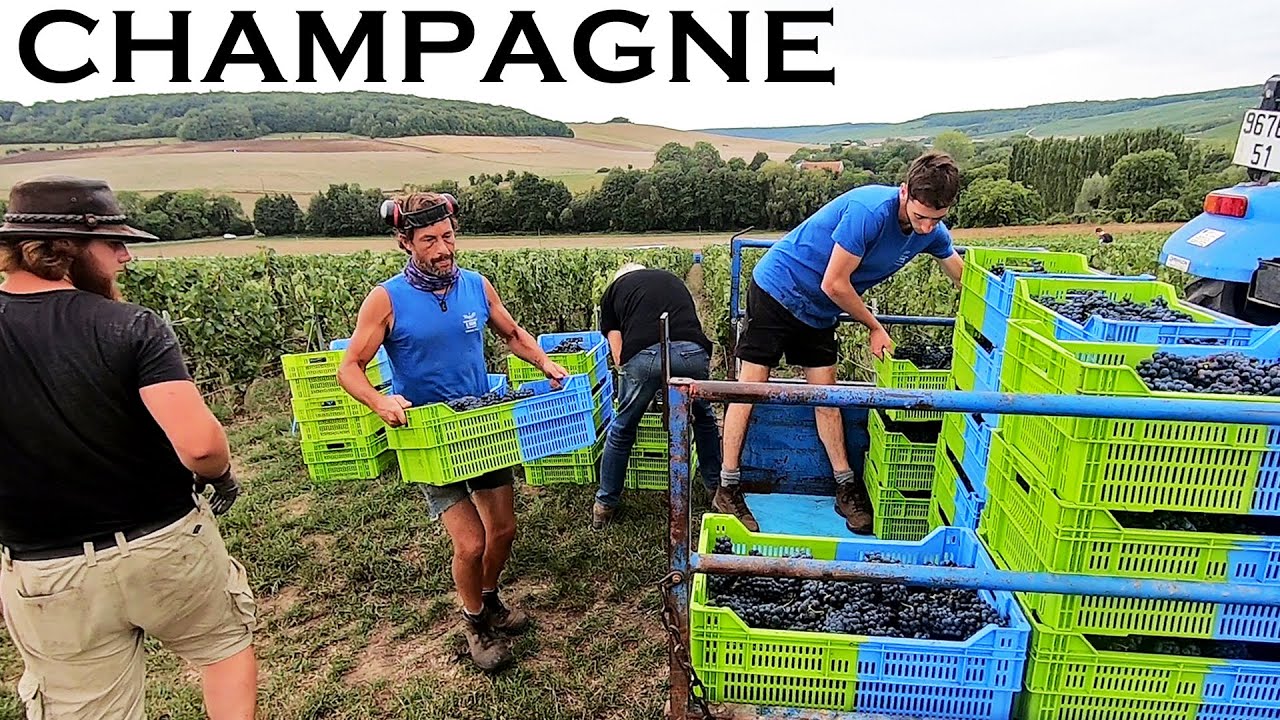 Les vendanges en Champagne, chez David Faivre - 2022