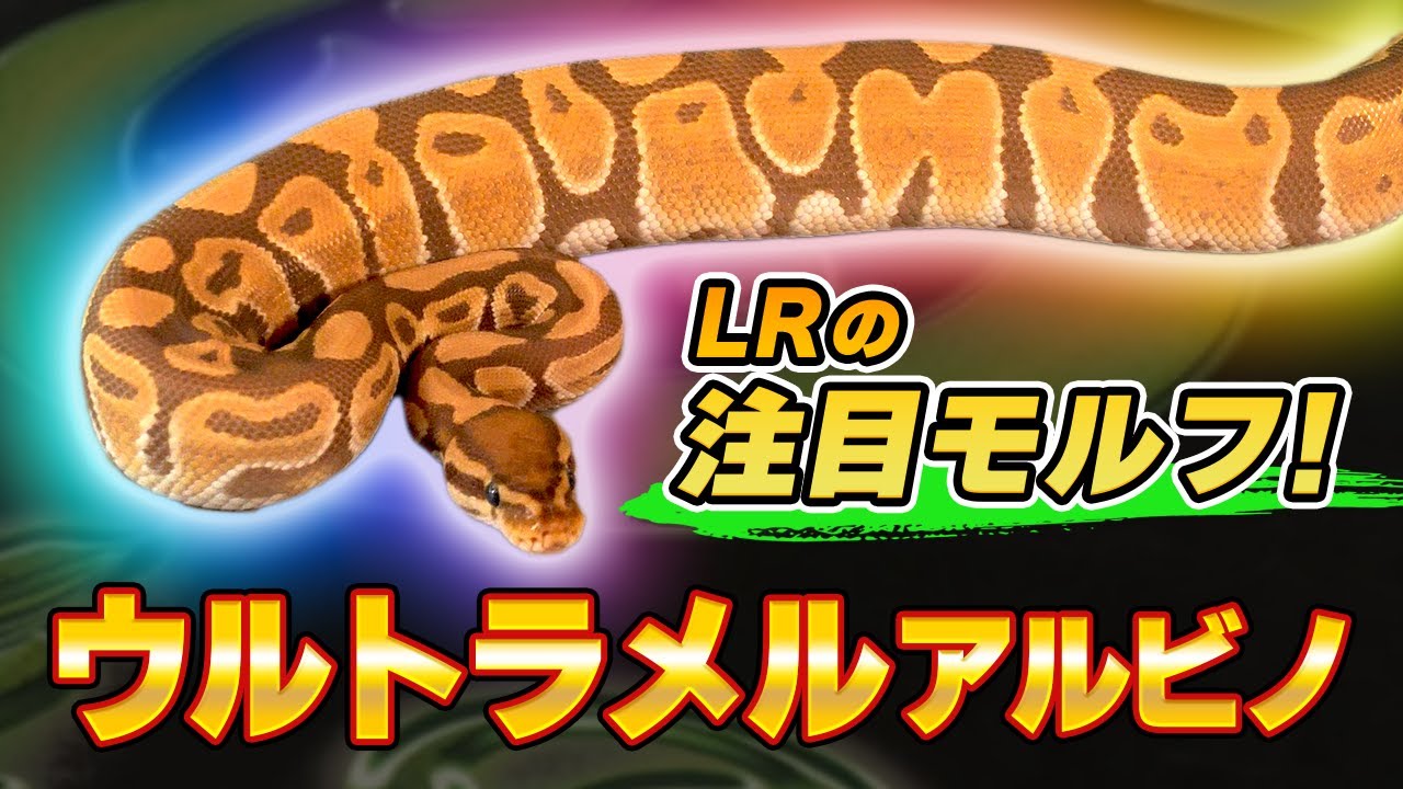 #47 大人気モルフ紹介🎶ウルトラメル✨魅力満載✨