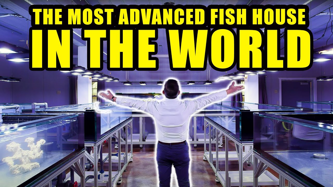 PRIVATE TOUR of The most ADVANCED aquarium fish room - The king of DIY visits Tidal gardens