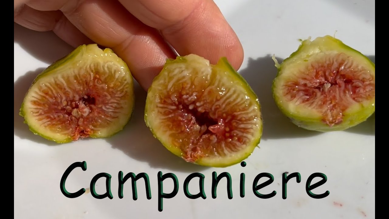 Campaniere