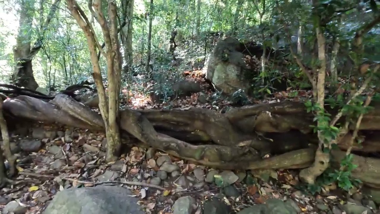 Free Stock Videos - 10 minutes forest walking