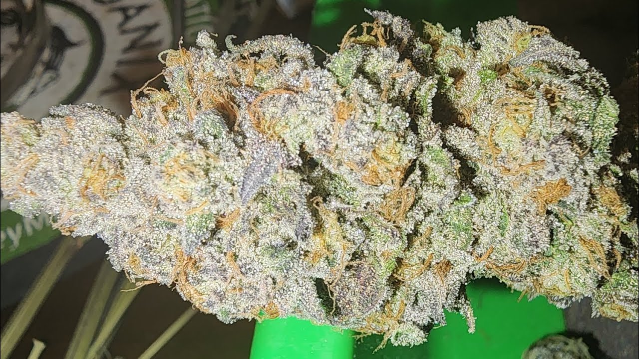 Hacks: Pressing, Collecting & whipping Flower Rosin w/ indoor dank. Rosin press yield vs Temperature