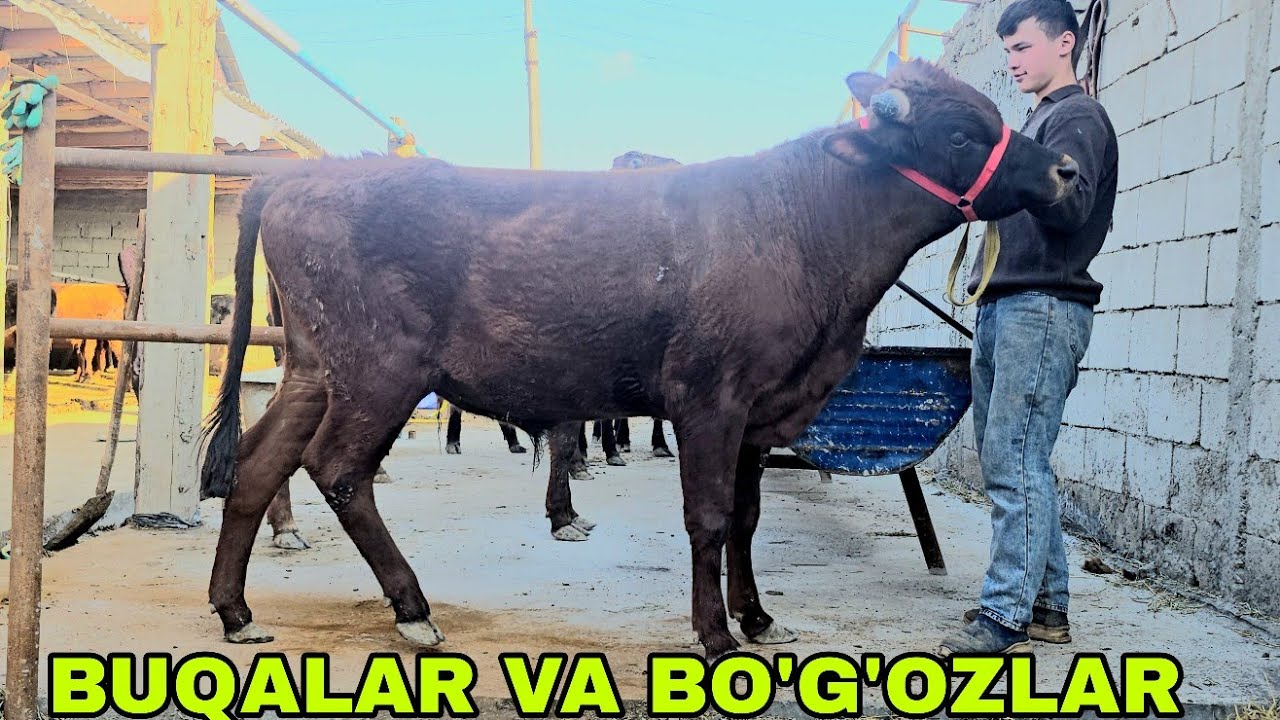 Jo'rabek akadan yangisi bo'gozlar va kuchga to'lgan buqalarni zo'rlari 16 марта 2026 г.