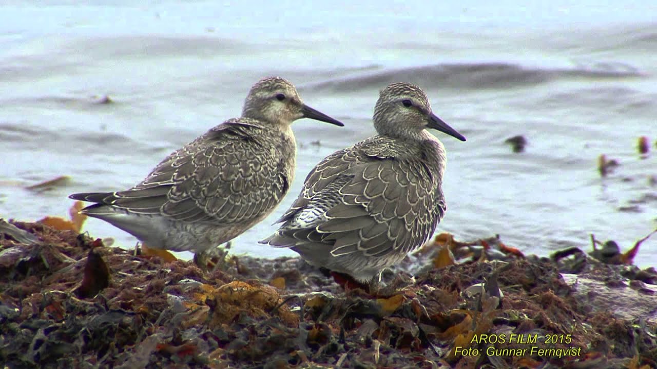 KUSTSN&Auml;PPA  Red Knot  (Calidris canutus)  Klipp - 1606