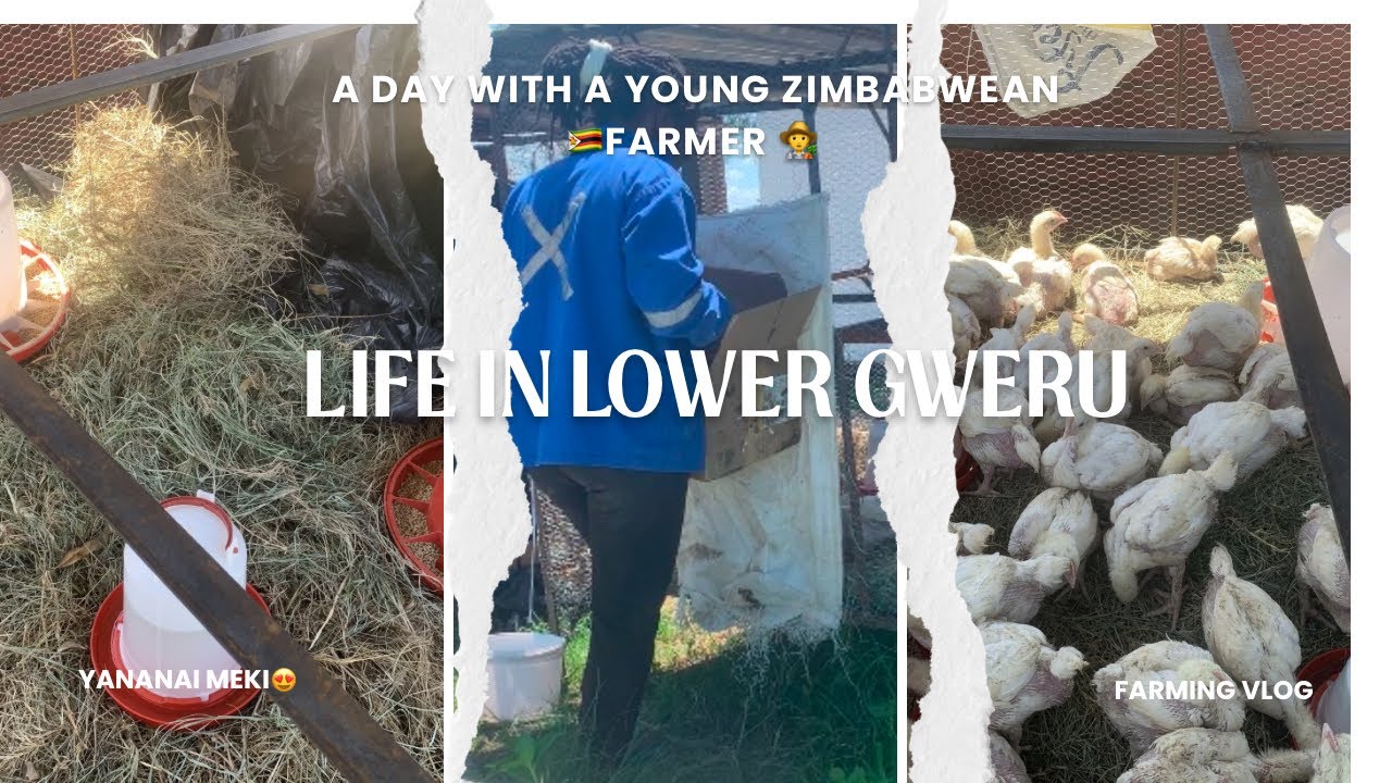 Life in LG Ep#2: Moving my broilers from the house to fowl run // cleaning the old location.
