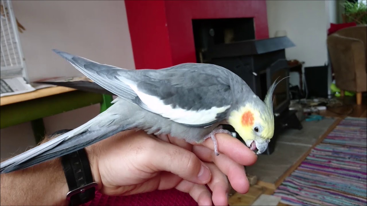 My Cockatiel Wants To Mate With My Hand
